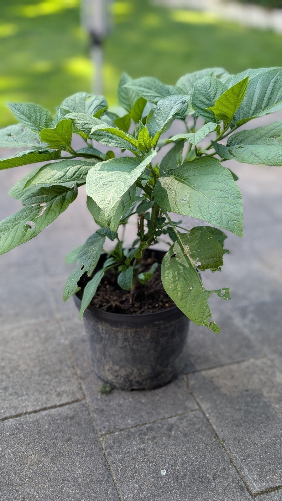 Brugmansia stekken geel, Volle zon, Vaste plant, Zomer, Ophalen