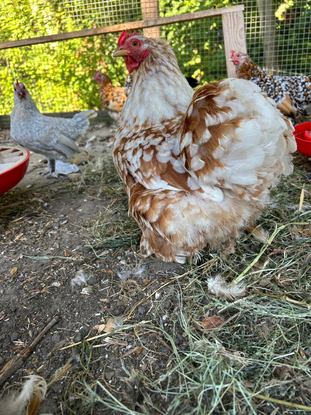 Sabelpootkriel toom, Meerdere dieren, Kip