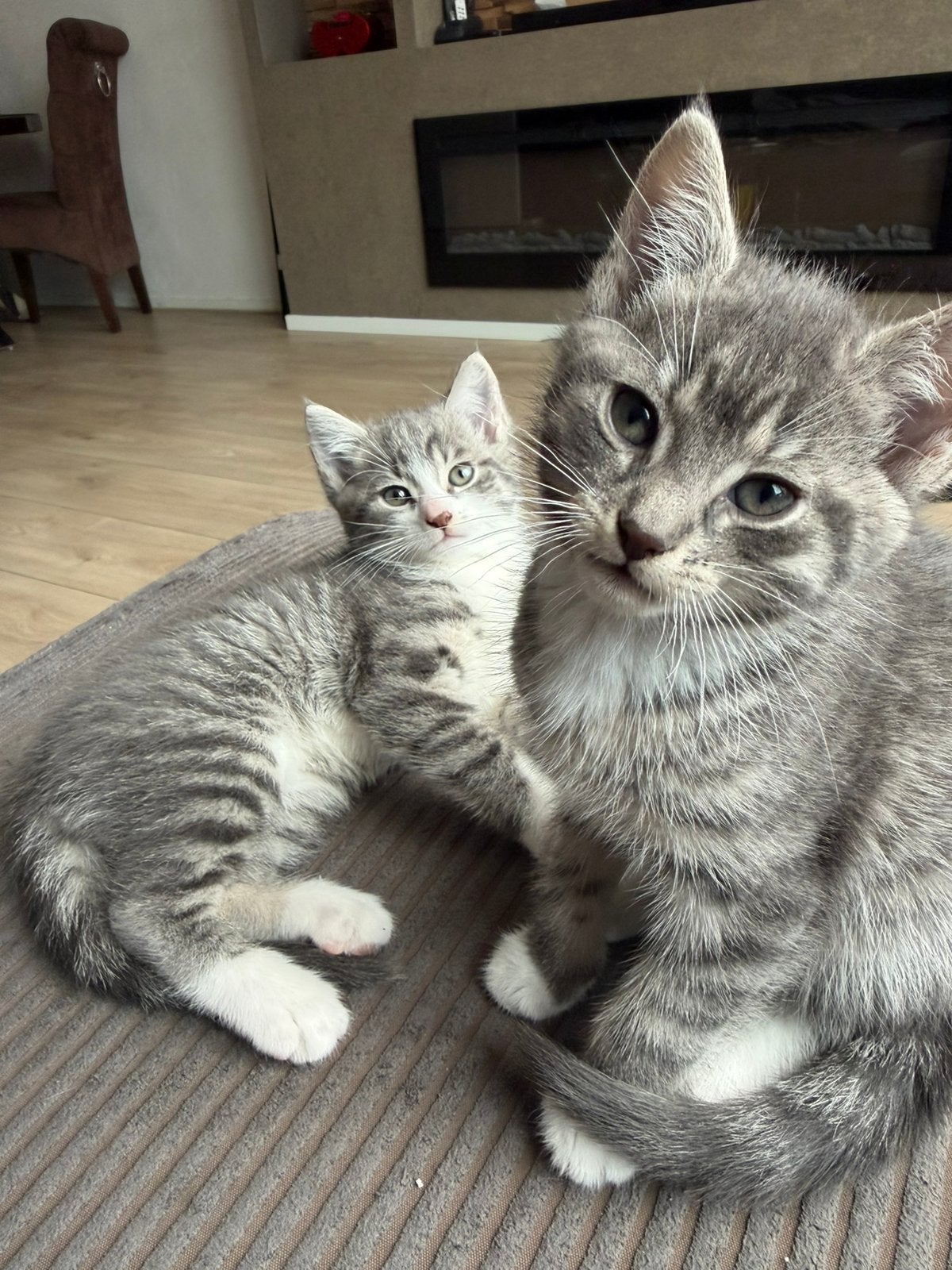 🩷🩵 Deze lieve grijze tijgertjes mogen nu verhuizen!, Dieren en Toebehoren, Meerdere dieren