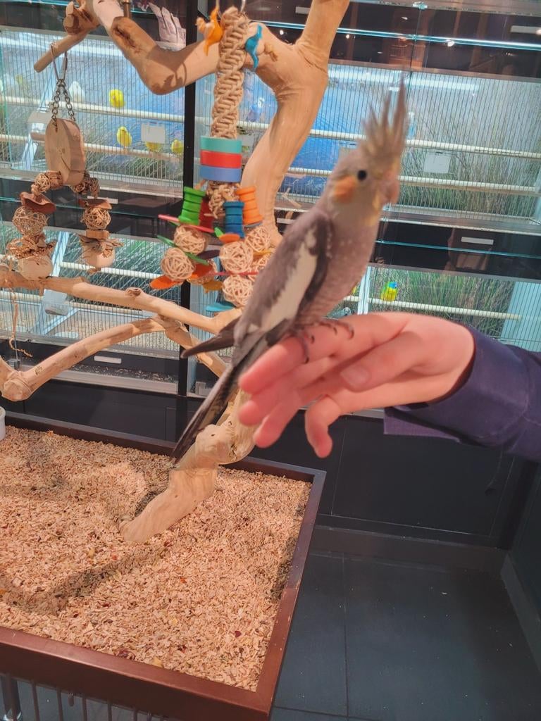 Tamme valkparkiet met dna (man), Dieren en Toebehoren, Vogels | Parkieten en Papegaaien, Parkiet, Mannelijk, Tam