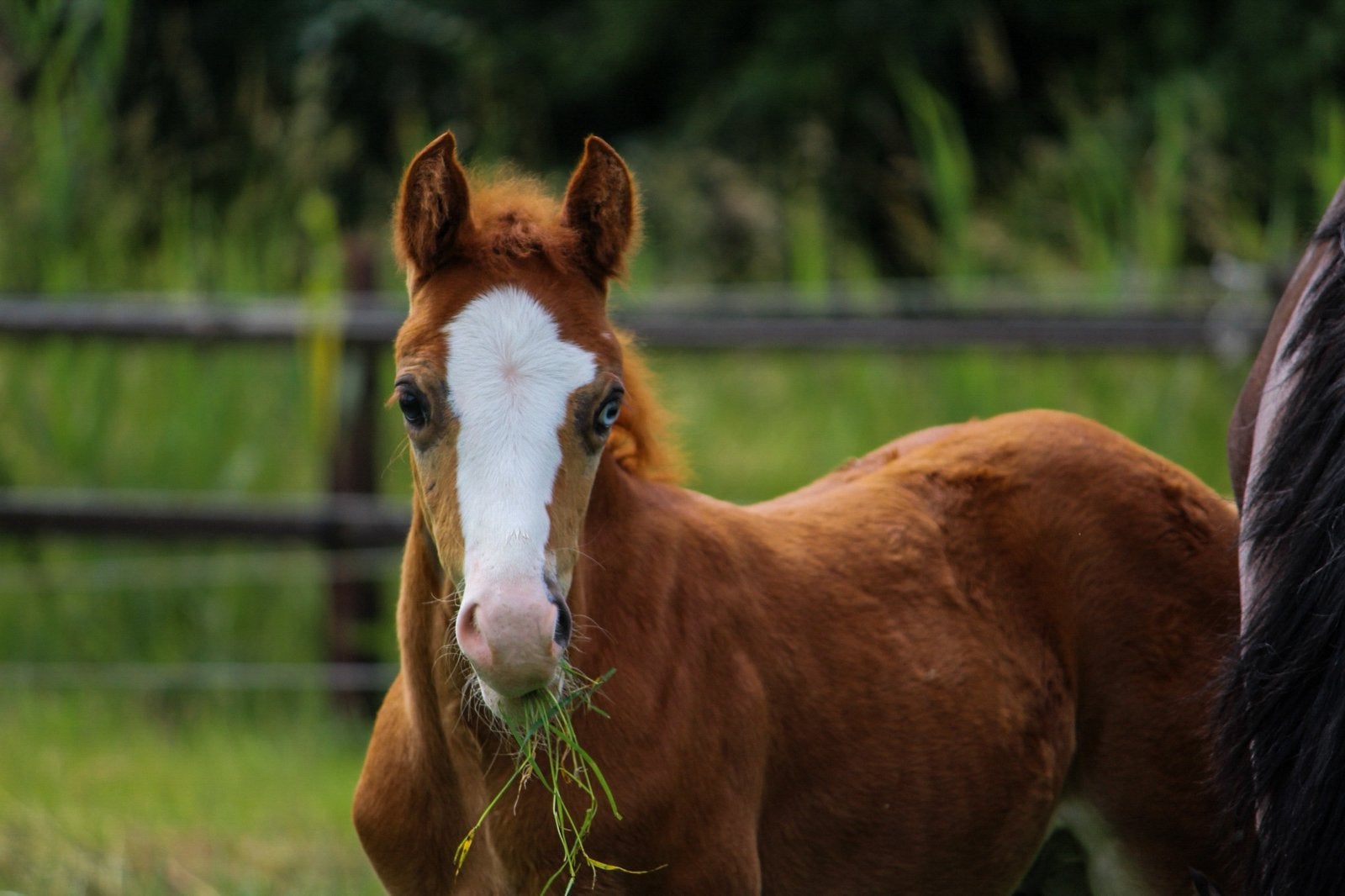 Prachtig hengstveulen te koop, Dieren en Toebehoren, Pony's, Met stamboom, Dressuurpony, Niet van toepassing, 0 tot 2 jaar
