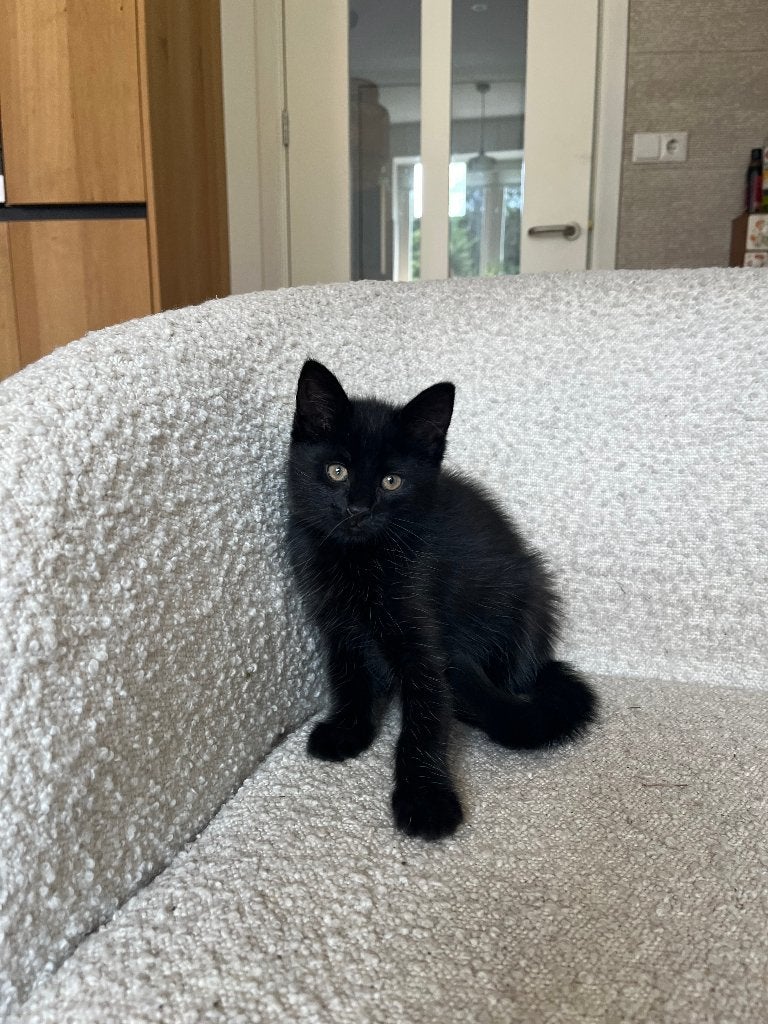 kittens, Dieren en Toebehoren, Katten en Kittens | Raskatten | Korthaar, Kater, Gechipt, 0 tot 2 jaar