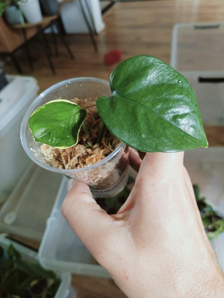 Epipremnum Poonsin, Huis en Inrichting, Kamerplanten, Overige soorten, Minder dan 100 cm, Groene kamerplant, Halfschaduw, In pot
