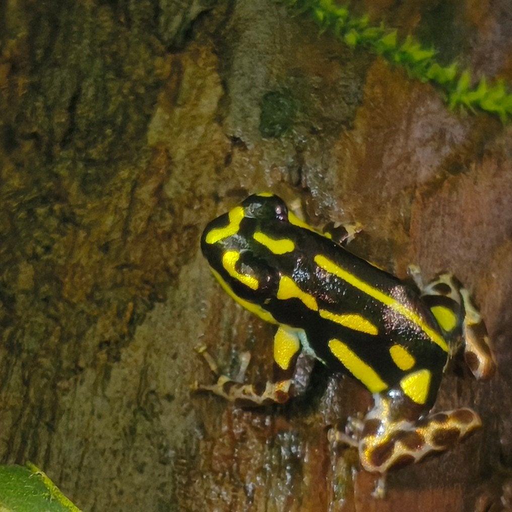 Ranitomeya flavovittata