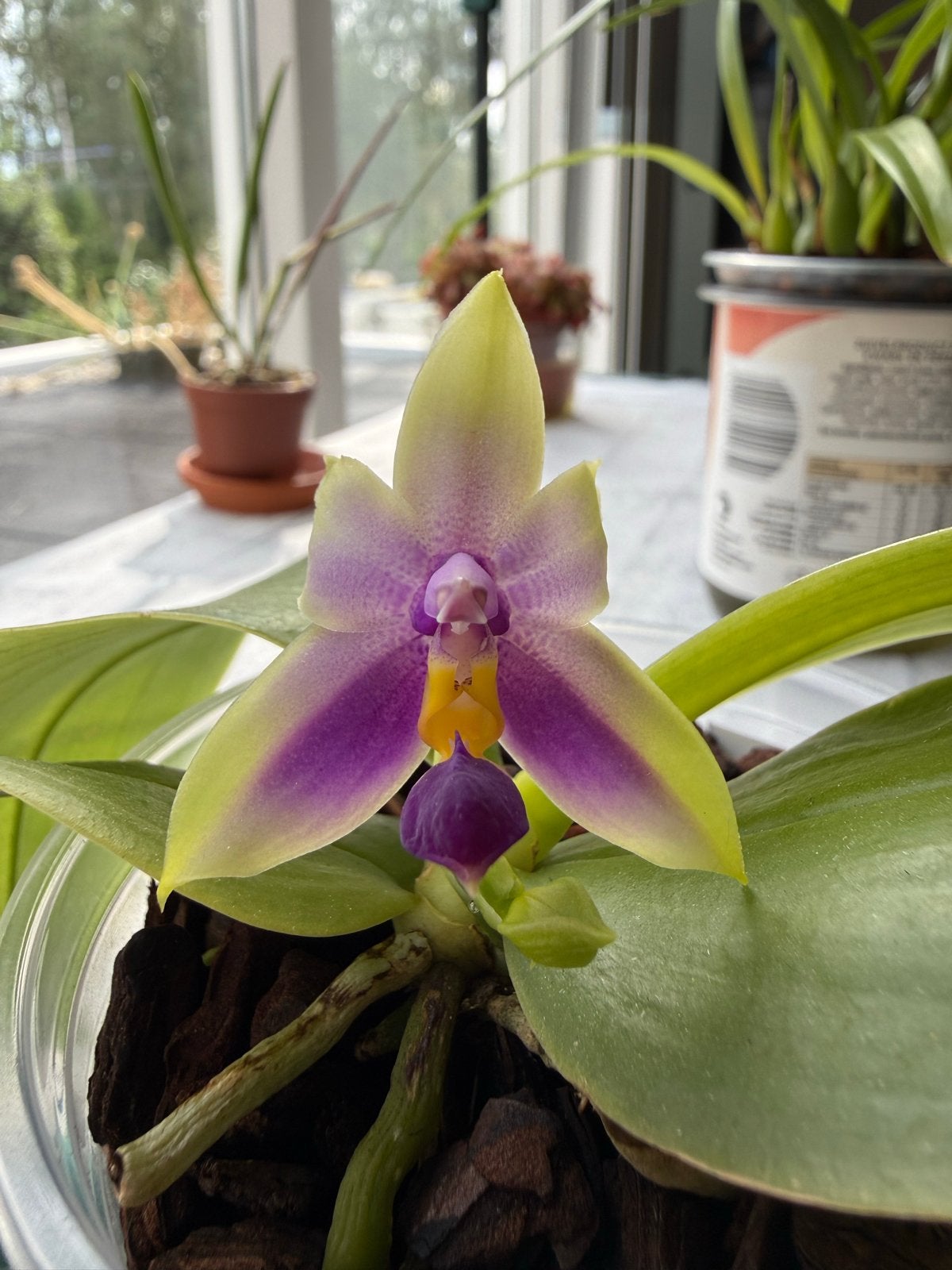 Phalaenopsis bellina Blue - Zeldzame Orchidee, Ophalen of Verzenden, Halfschaduw, Minder dan 100 cm