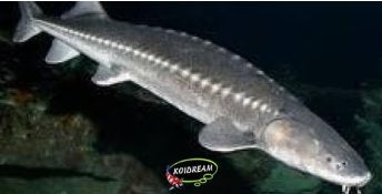 Zeldzaam: A. Transmontanus steur ca 60 / 70 cm - Koidream
