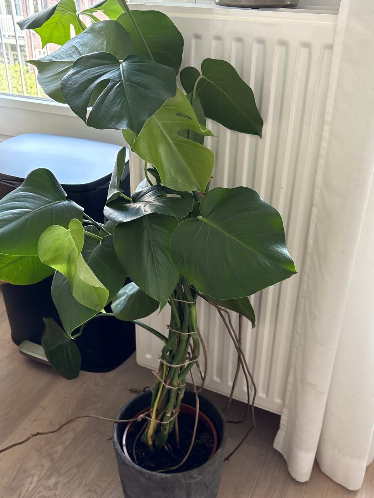 Grote Monstera Deliciosa - Ongeveer 120 cm hoog, Ophalen, 100 tot 150 cm, Overige soorten, Halfschaduw