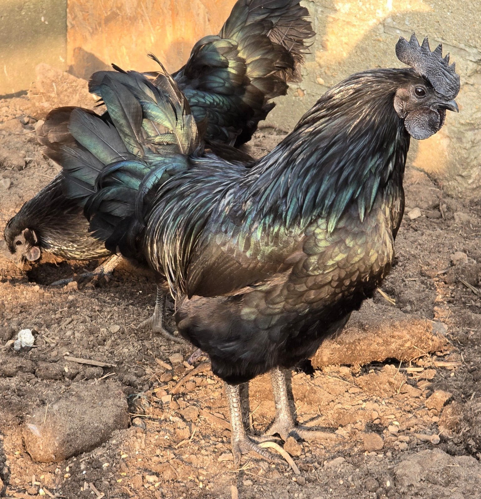 Ayam cemani kuikens