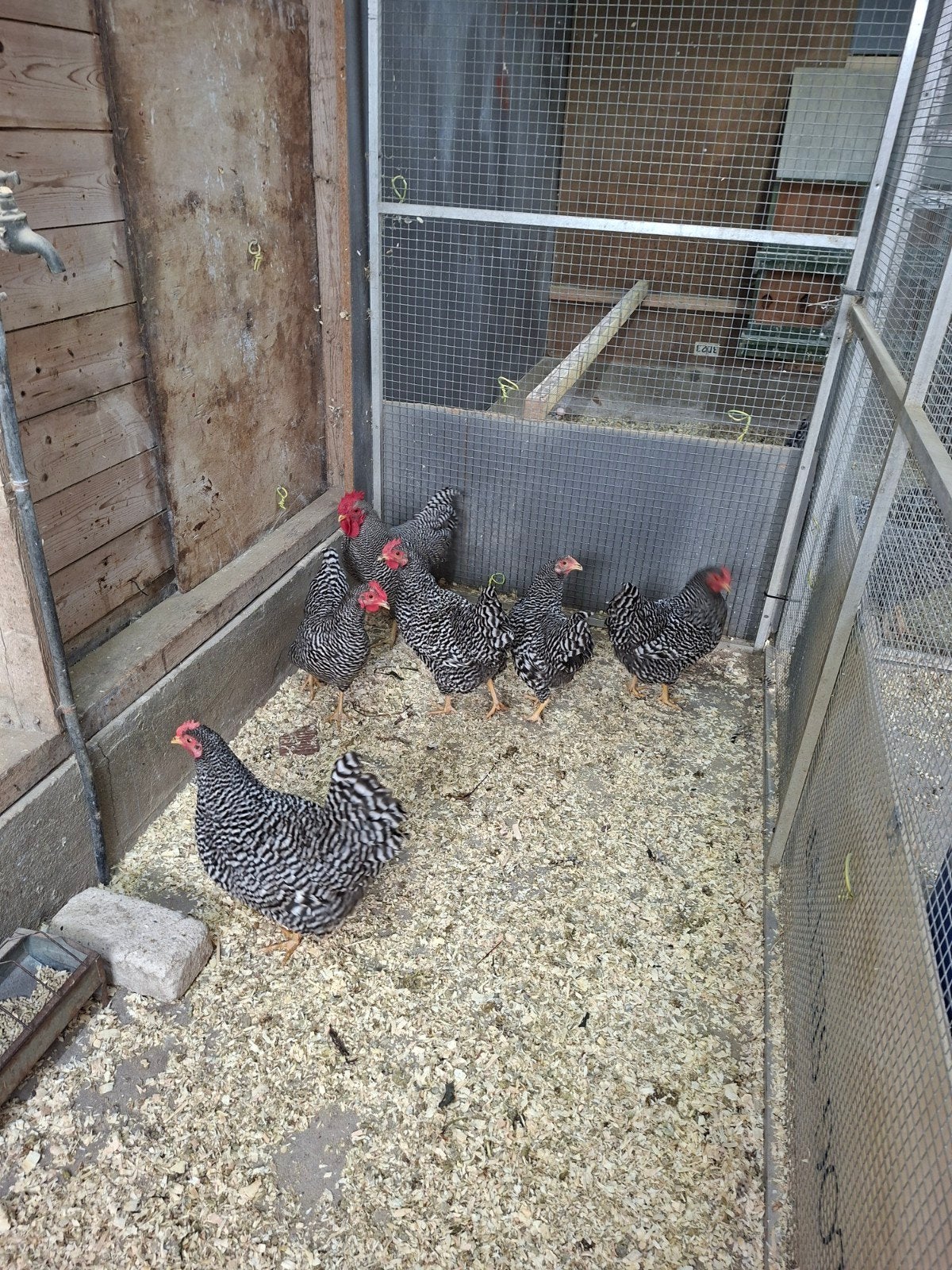 te koop broedeieren van  amrock kriel, Geslacht onbekend, Kip