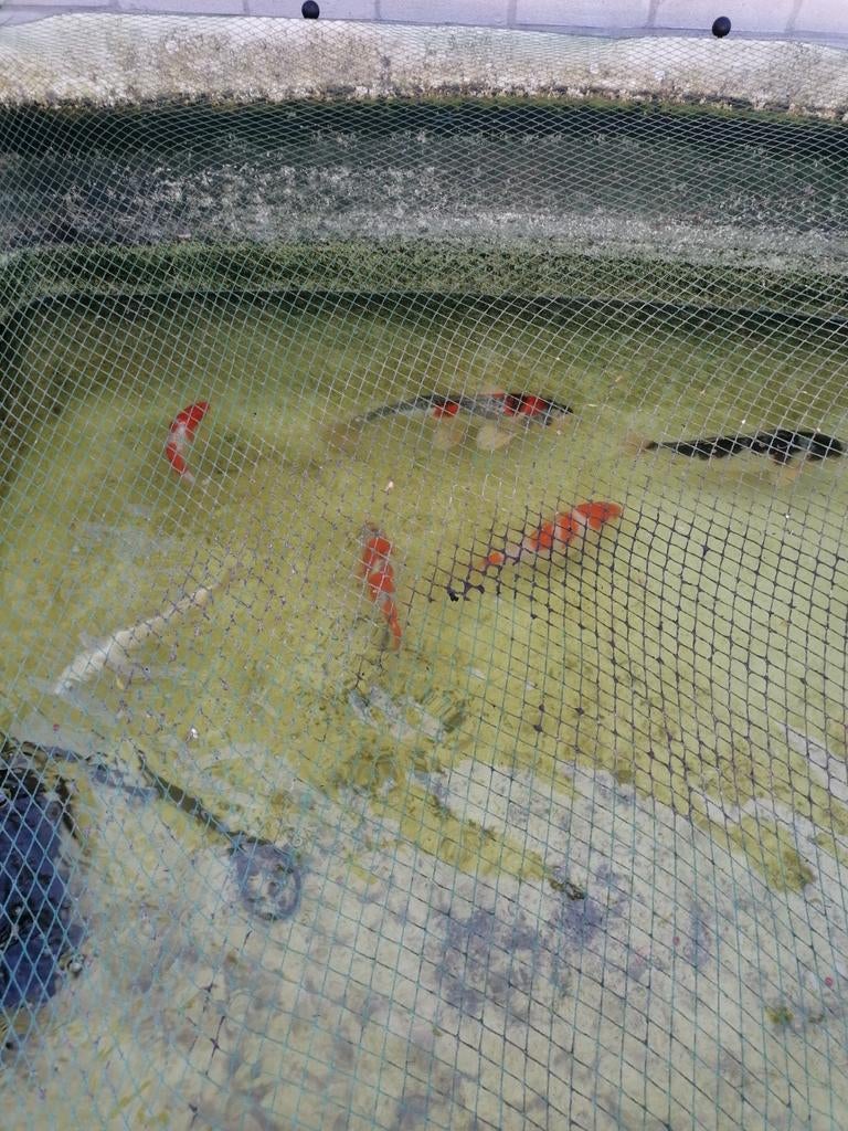 Japanse koi karpers, Karper of Koi