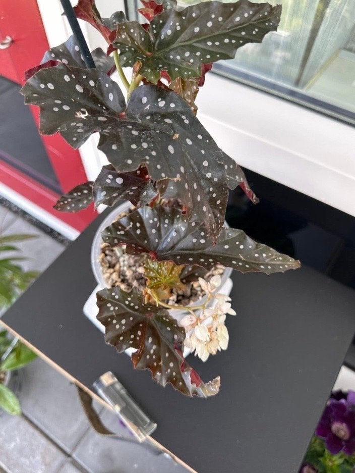 Begonia Maculata - Polkadot Begonia, Overige soorten, In pot, Minder dan 100 cm, Bloeiende kamerplant