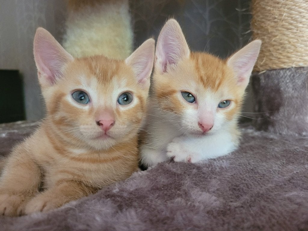 Kittens rood en rood/wit, Dieren en Toebehoren, Kater, Kortharig, 0 tot 2 jaar