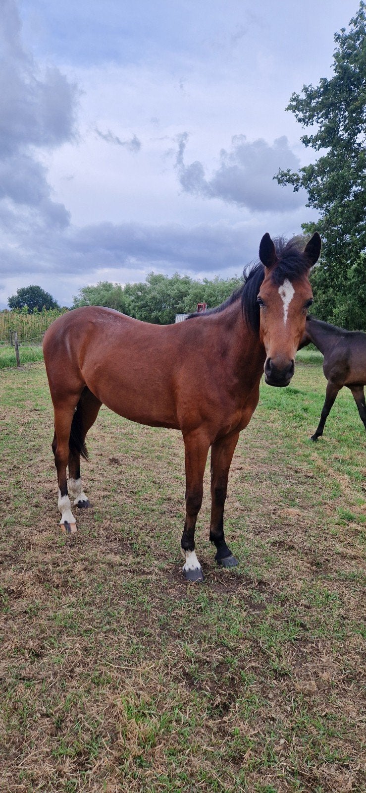 zeer vriendelijke d pony ruin, Dieren en Toebehoren, Met stamboom, Ruin, Springpony, 0 tot 2 jaar