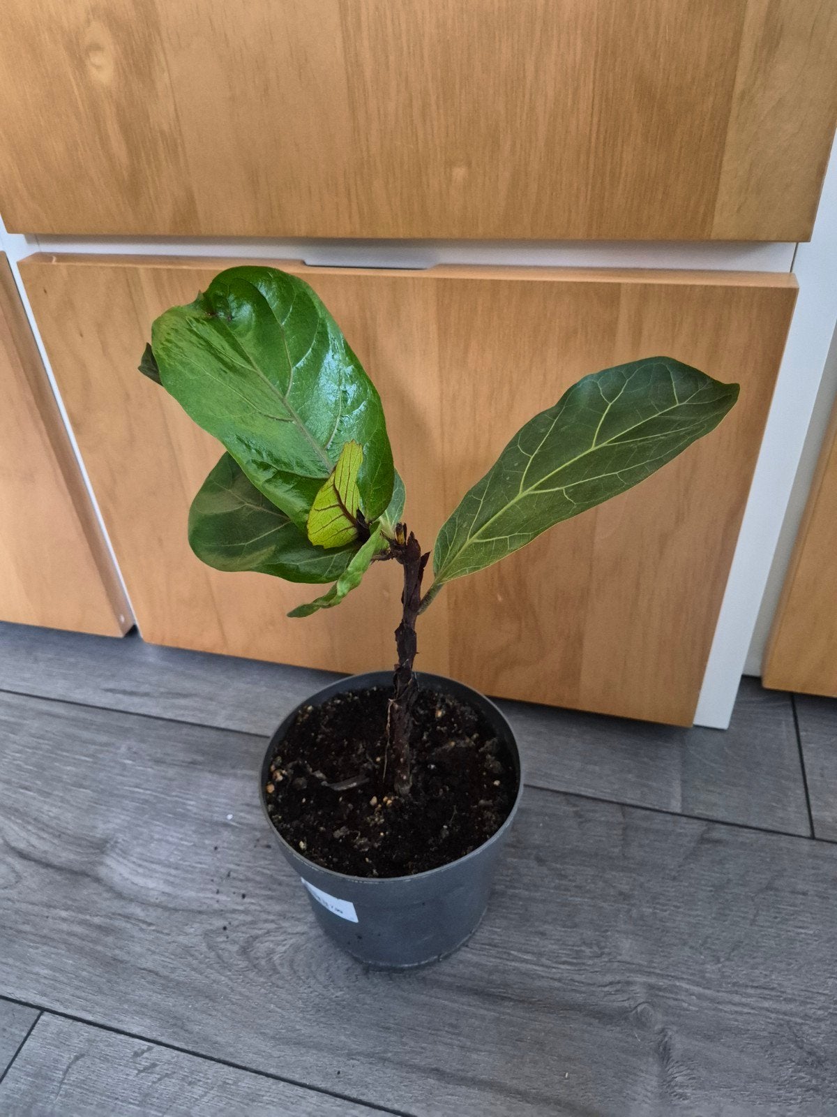 Mooie Ficus lyrata stek/plant, Ophalen, Ficus, Halfschaduw, Minder dan 100 cm