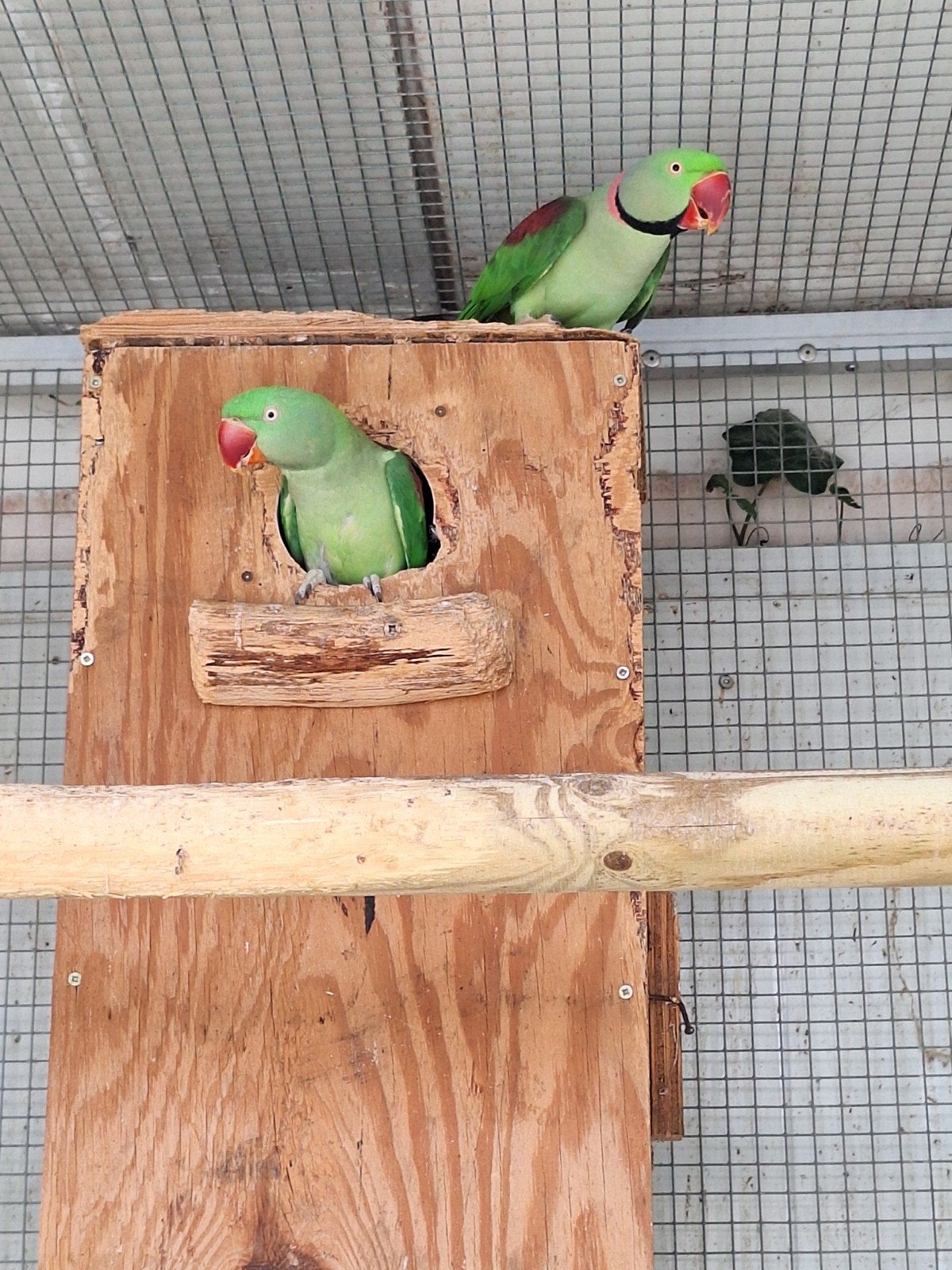 Broed koppel Alexander parkieten, Meerdere dieren, Parkiet