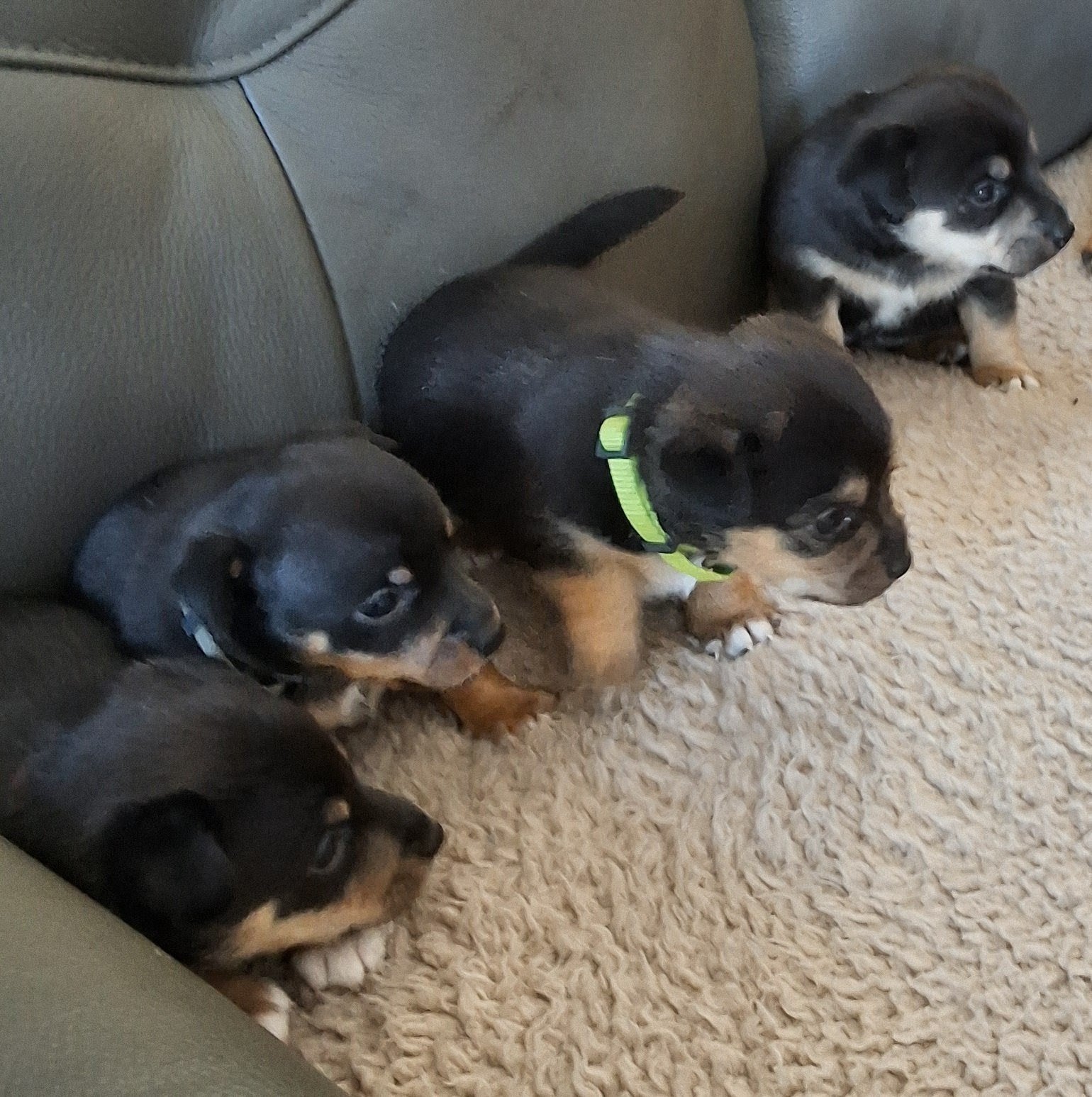 pups jack Russels terriërs honden, Jack Russell Terriër, Meerdere, Meerdere dieren, Nederland