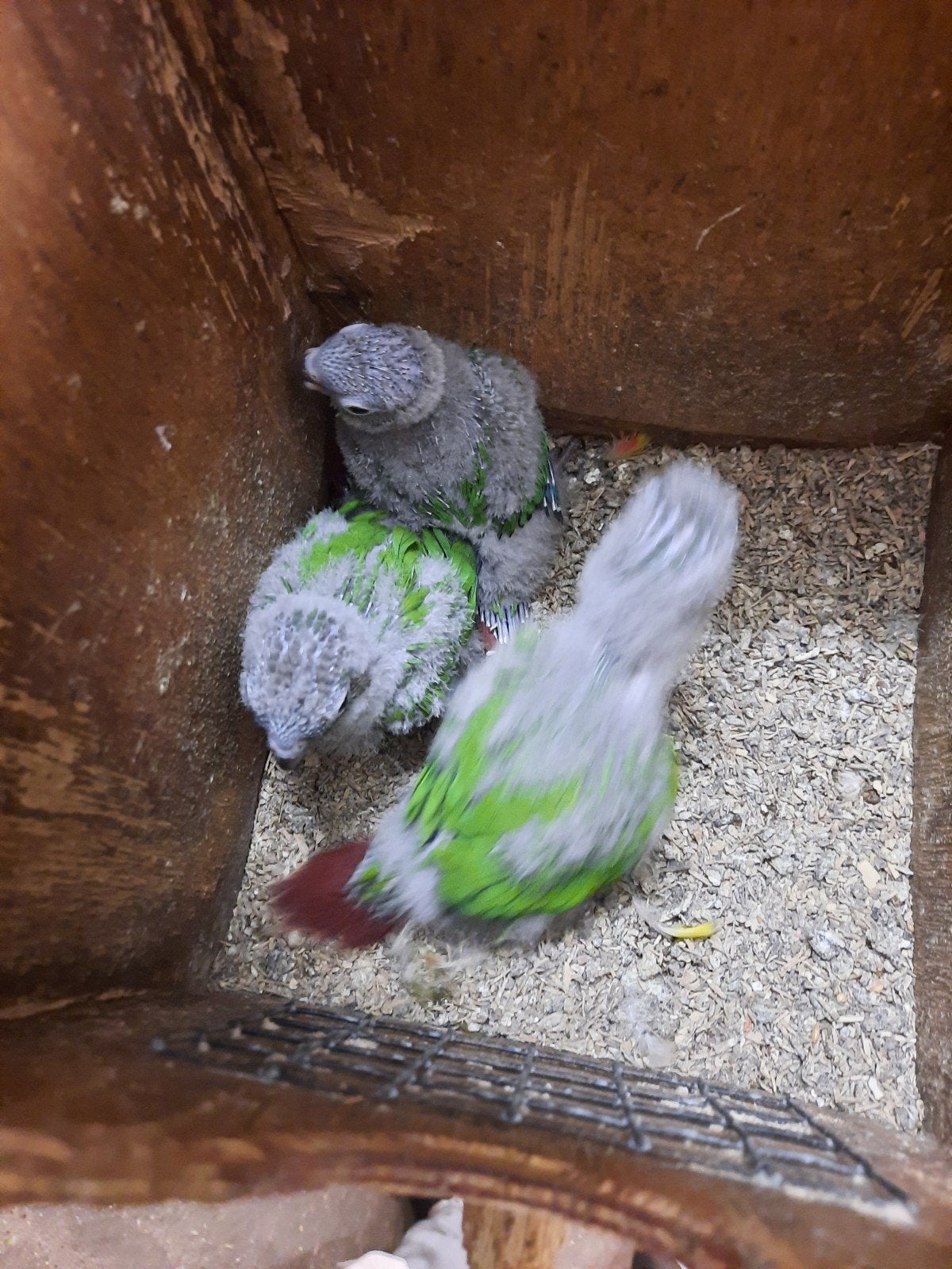 Pyrrhura Molinea Wildkleur om tam te maken., Geslacht onbekend, Parkiet, Tam