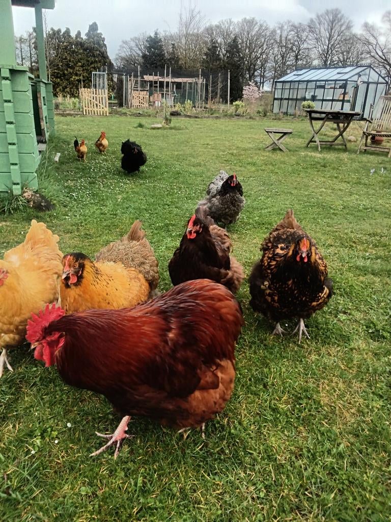 BROEDEIEREN ORPINGTON GROOT VEELKLEURIG TE KOOP IN EIBERGEN, Meerdere dieren, Kip