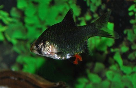 Sumatraan groen-Puntius tetrazona green, Vis