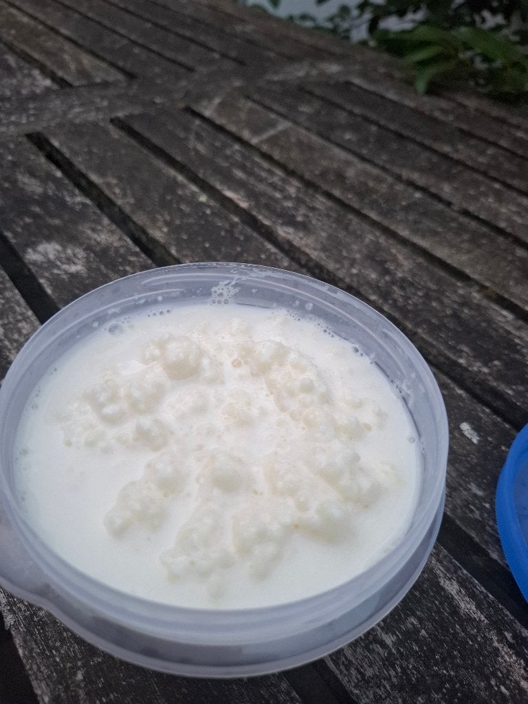 Gratis starter voor yoghurtkefir, Ophalen