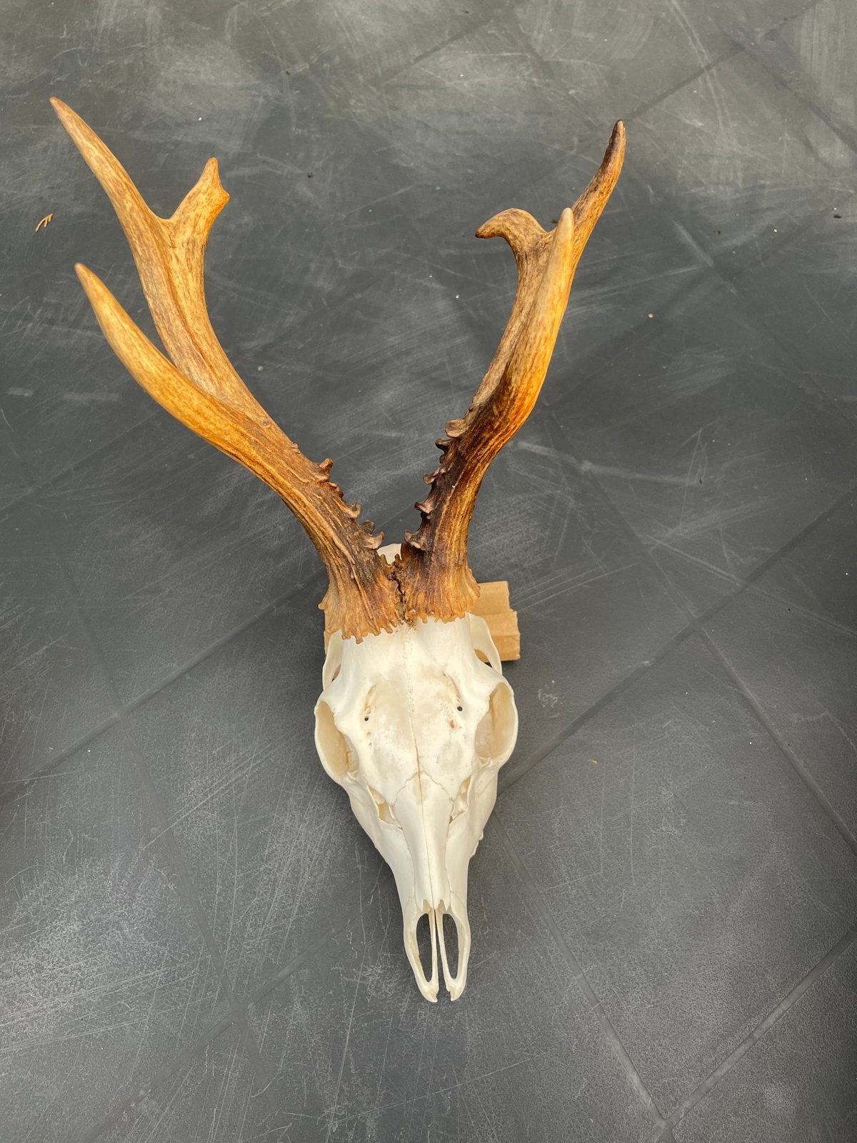Herten schedel met gewei - Decoratie uit Tsjechië, Verzamelen, Ophalen of Verzenden, Gebruikt