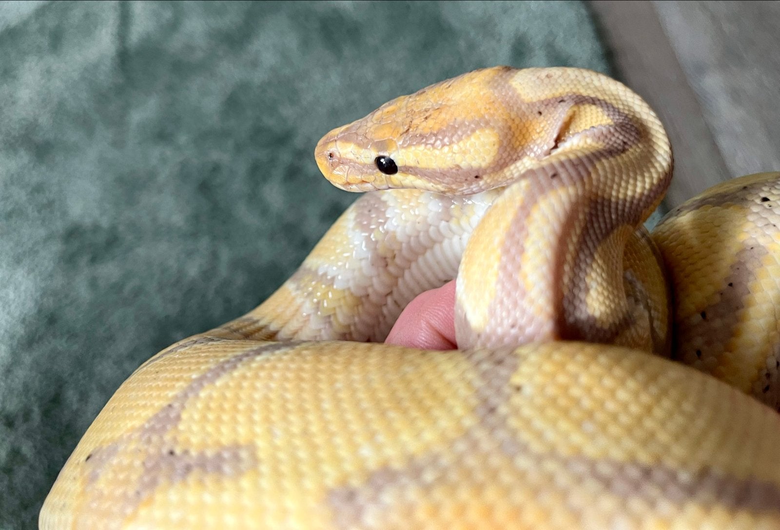 Banana Python (Man), Dieren en Toebehoren, Slang, Tam, 0 tot 2 jaar