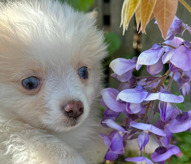 Pomchi puppy reutje 💙🐾  pup pomeriaan x chihauhau, Dieren en Toebehoren, Honden | Chihuahua's en Gezelschapshonden, Reu, 8 tot 15 weken