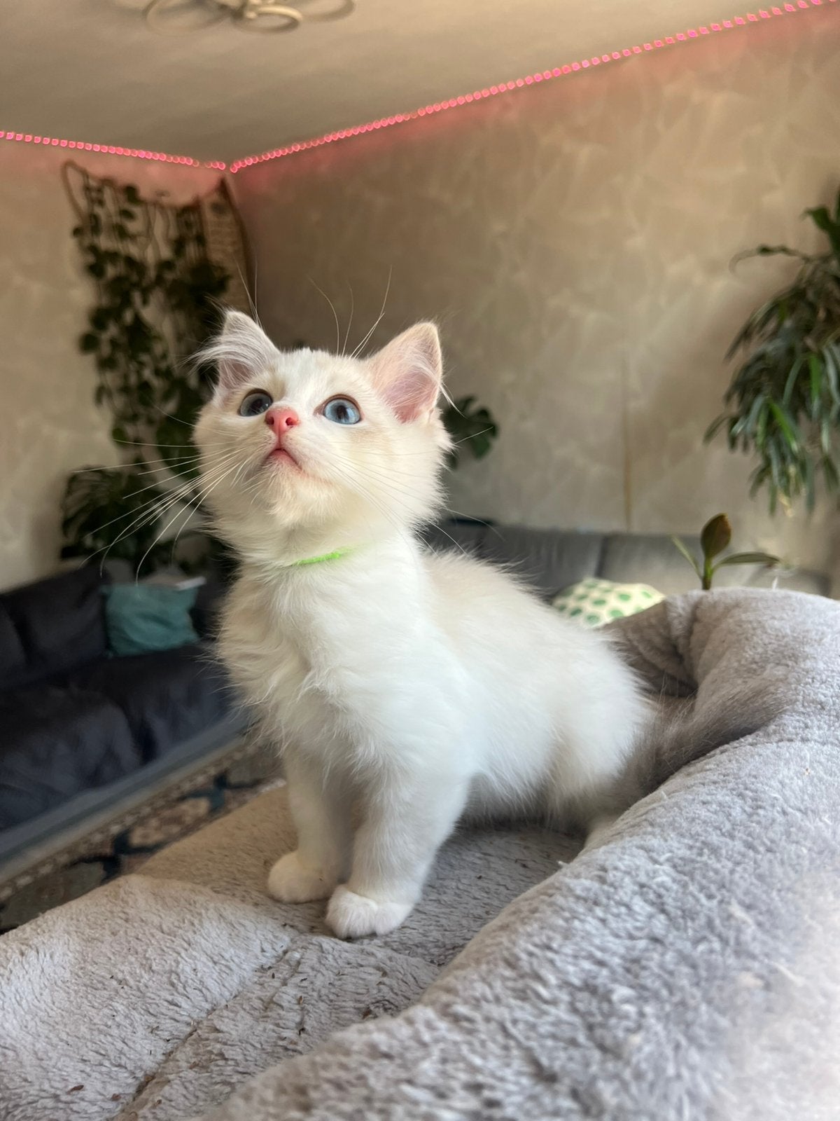 Lieve Ragdoll kittens beschikbaar, Meerdere dieren, Met stamboom, 0 tot 2 jaar