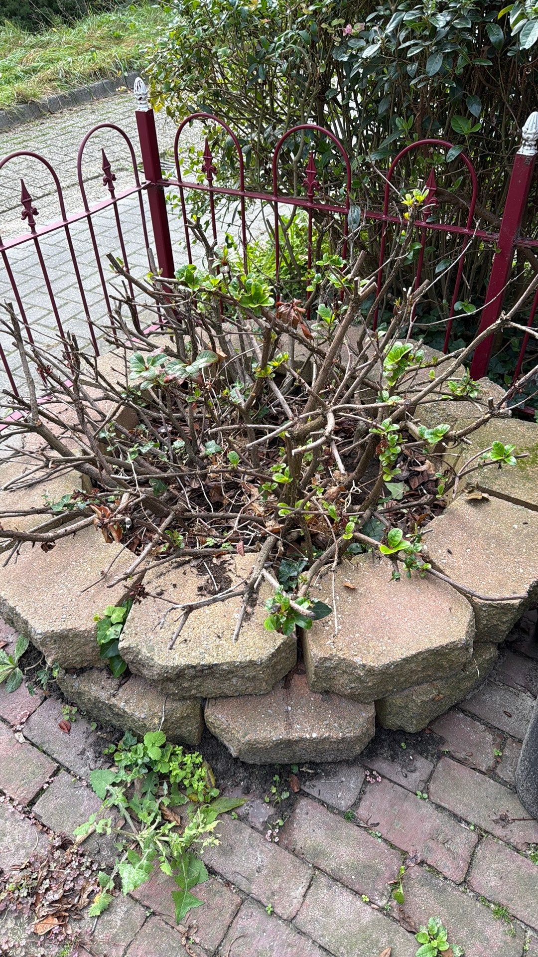 Plantenbak van stenen met rodondendron, Tuin en Terras, Ophalen, Bloeit niet, Volle zon, Overige soorten
