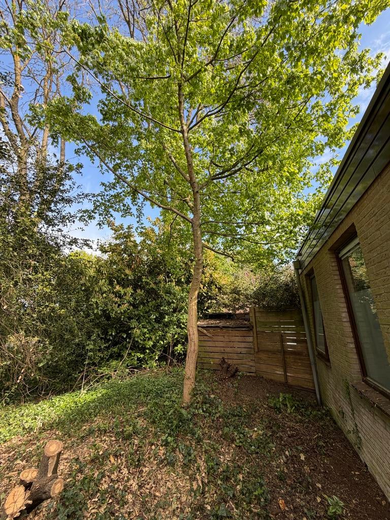GRATIS haardhout - Boom omzagen voor eigen gebruik, Tuin en Terras, Haardhout, 6 m³ of meer, Ophalen, Overige houtsoorten, Stammen
