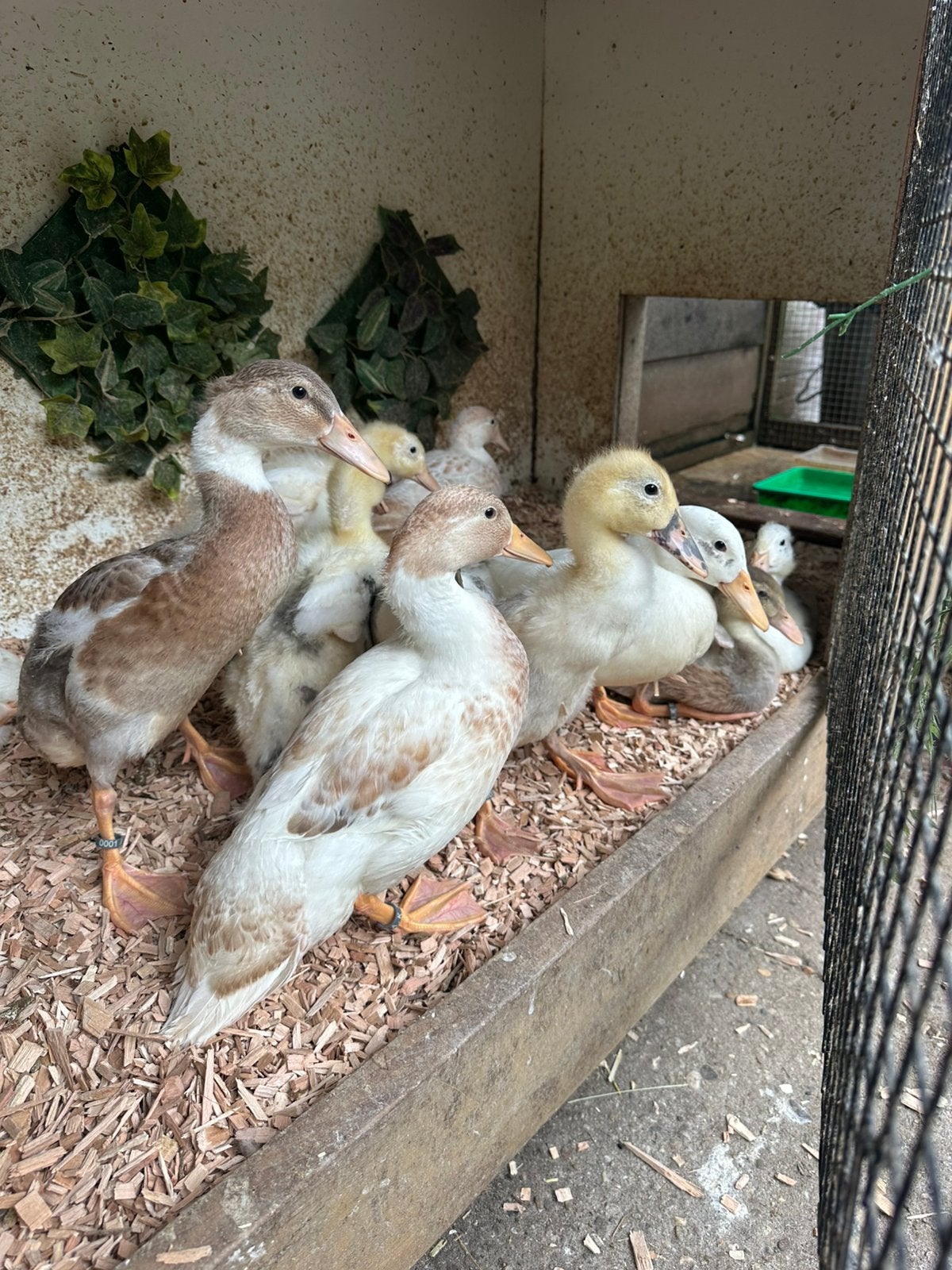 Laatste super tamme jonge mannetjes eenden zoeken huisje!, Dieren en Toebehoren, Mannelijk, Eend
