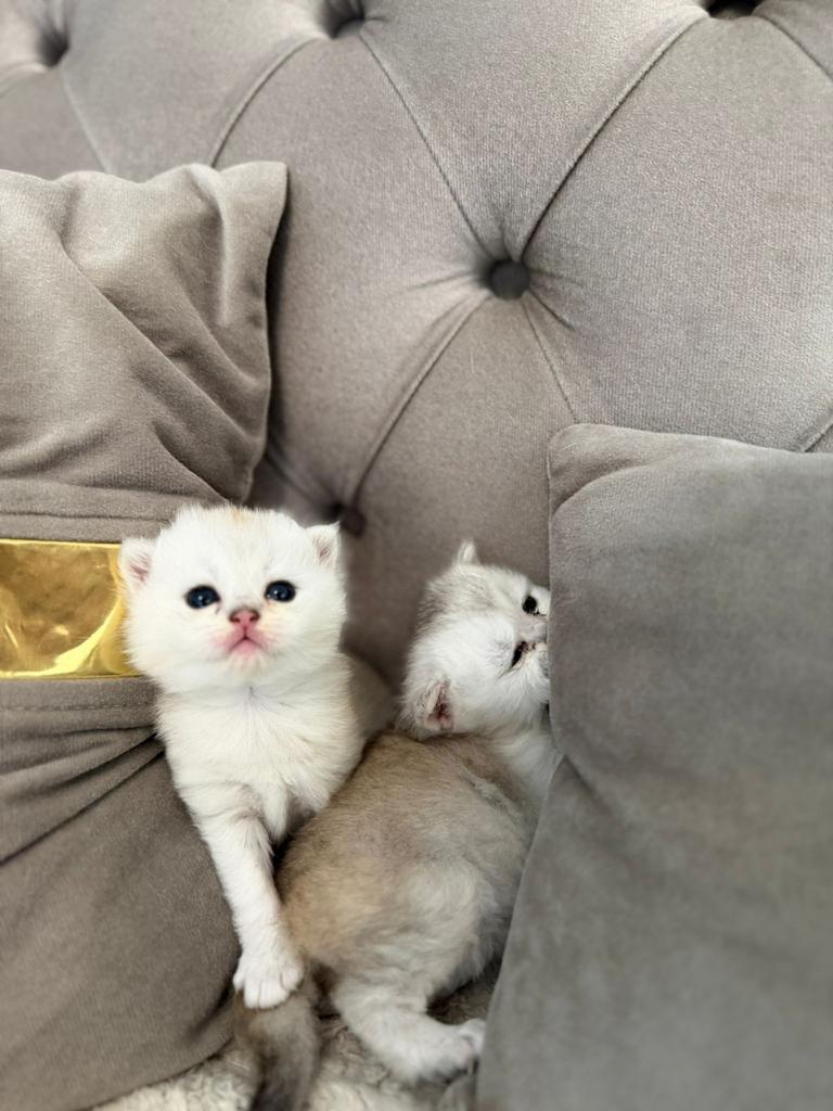 Super mooie raszuivere Brits korthaar kittens., Meerdere dieren, Ontwormd, 0 tot 2 jaar