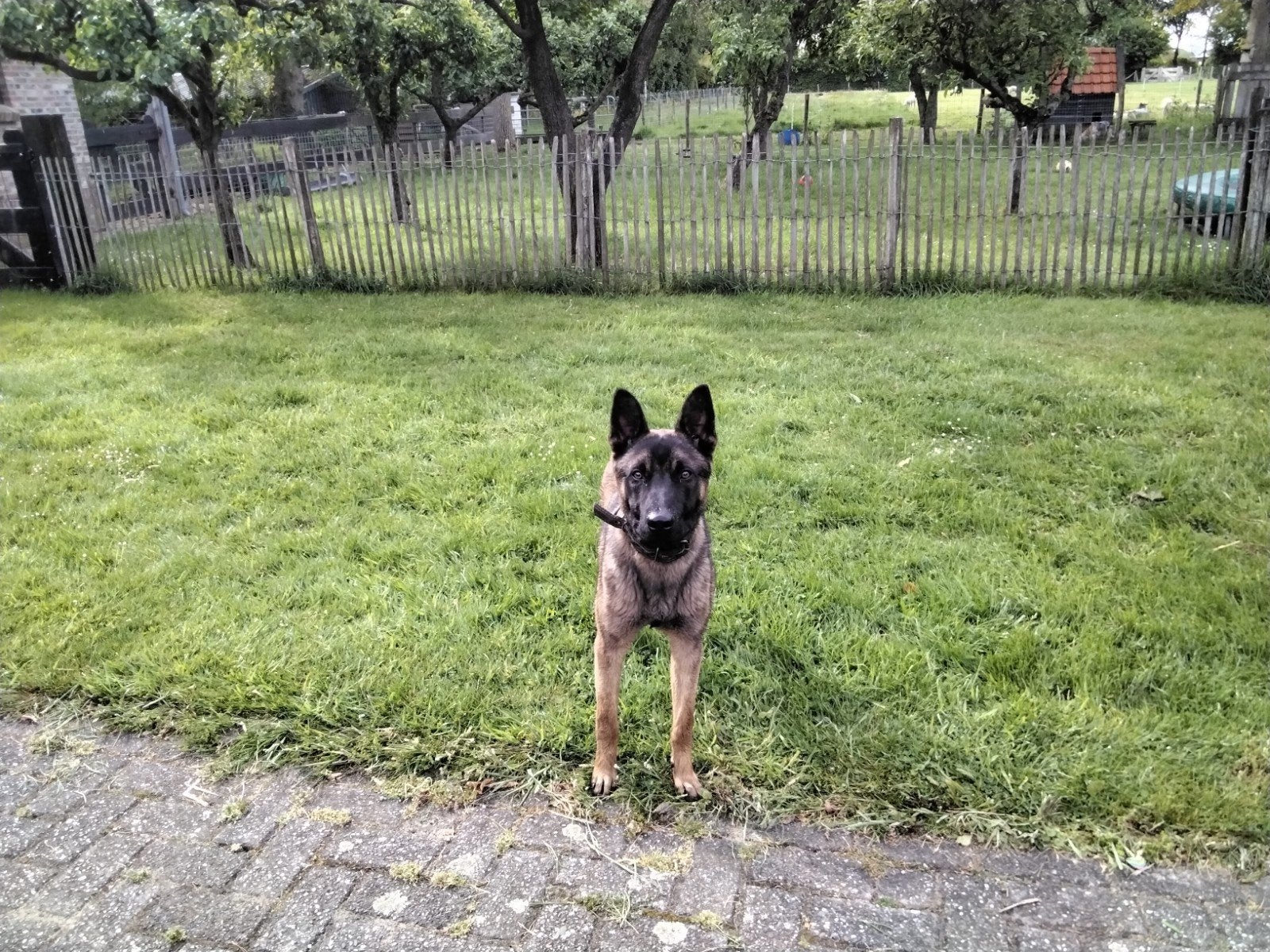 Mooie Mechelse Herder reu  van 11 maanden, Dieren en Toebehoren, Honden | Herdershonden en Veedrijvers, Parvo, 15 weken tot 1 jaar