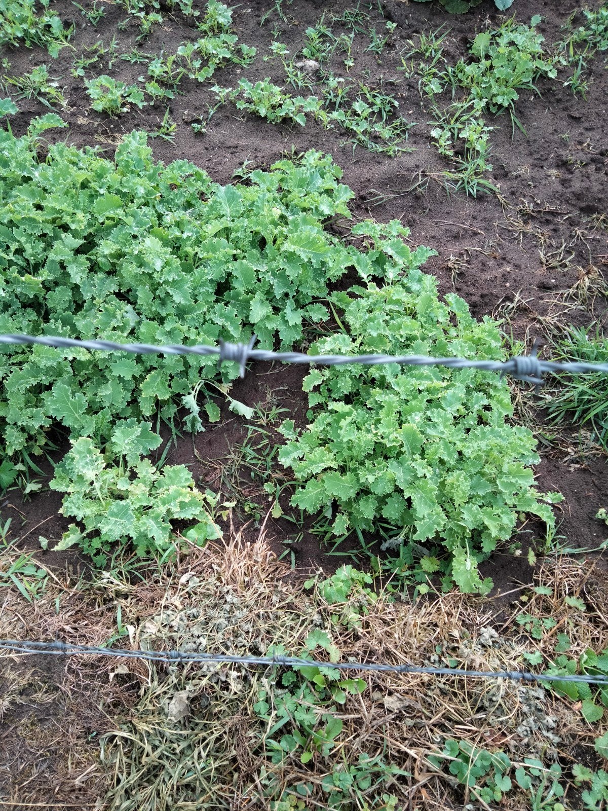 Boerenkool- en prei planten, Ophalen, Overige soorten, Minder dan 100 cm
