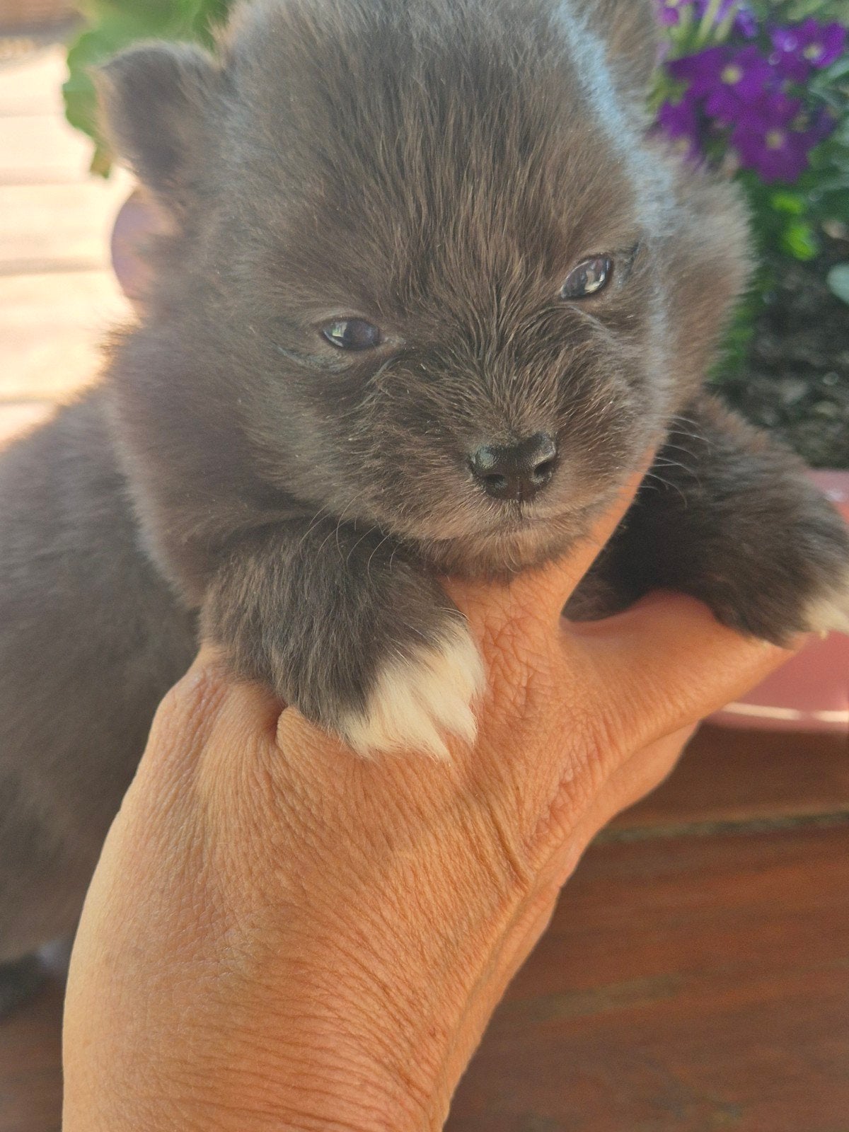 Pomsky,s, Dieren en Toebehoren, Honden | Poolhonden, Keeshonden en Oertypen, Parvo, 8 tot 15 weken, Poolhond, Meerdere