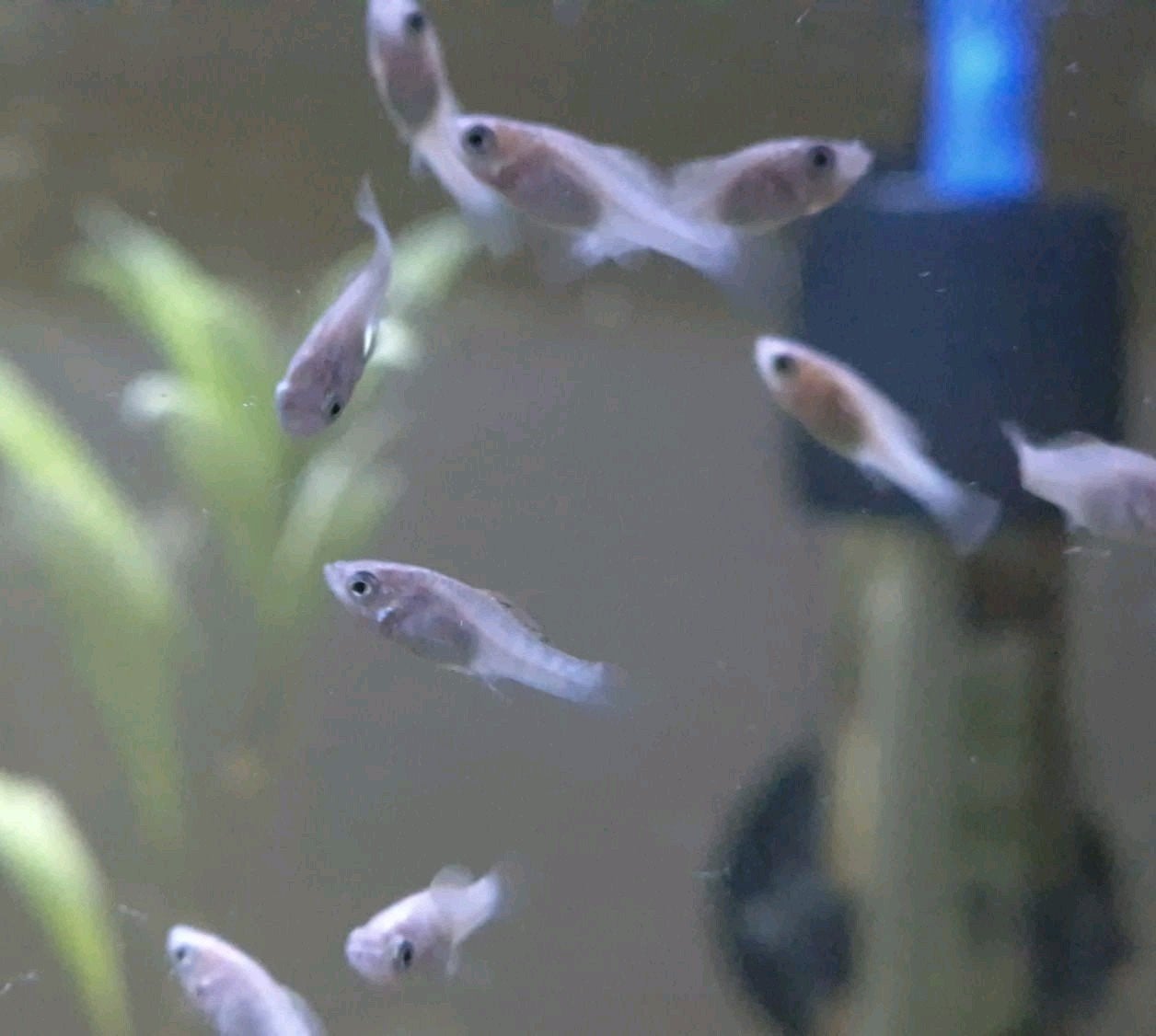 Ballon molly babies, Vis, Zoetwatervis, Schoolvis