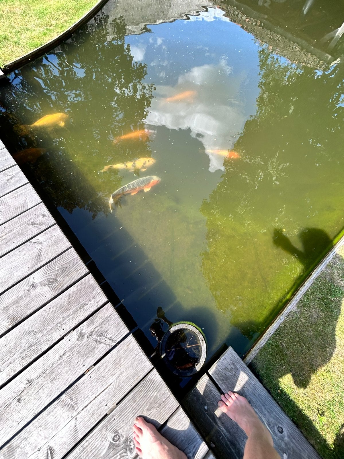Japanse koi, Dieren en Toebehoren, Karper of Koi