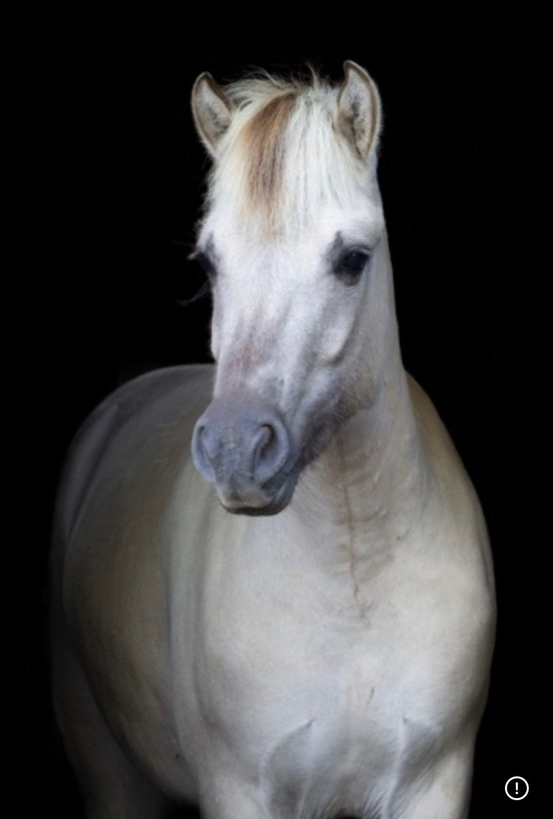 Heeele brave Grijze Fjordenruin 6 jaar 1,45m Drafur x Timor, Dieren en Toebehoren, Pony's, Met stamboom, Ruin, 3 tot 6 jaar, L