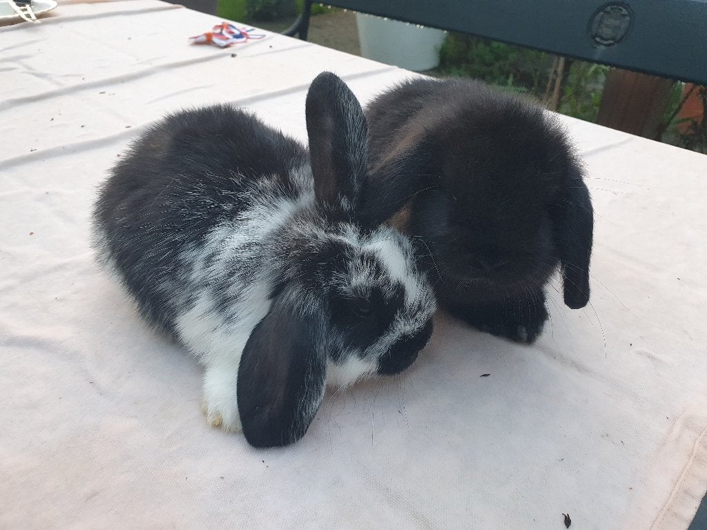 Baby konijntjes hangoor, Dieren en Toebehoren, Konijnen, Mannelijk, Dwerg, Hangoor