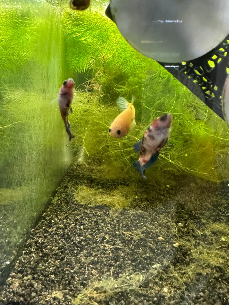 5stuks betta vrouwtjes, Dieren en Toebehoren, Vissen | Aquariumvissen, Zoetwatervis, Vis
