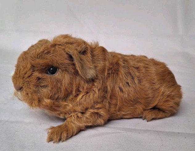 Jong Merino beertje - goud, Dieren en Toebehoren, Cavia, Mannelijk, Juli, Tam