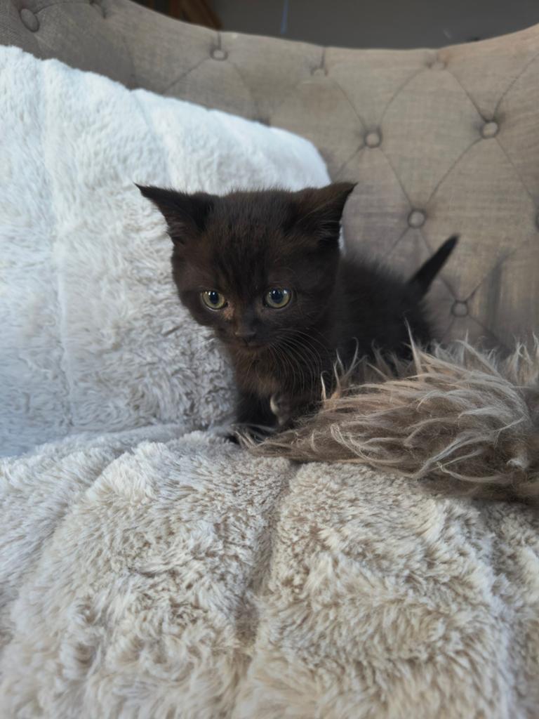 Prachtige Britse korthaar kittens 8 weken, Dieren en Toebehoren, Katten en Kittens | Raskatten | Langhaar, Meerdere dieren, Ontwormd