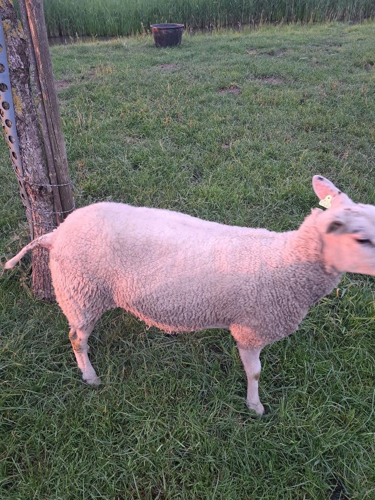 Noord Hollander schaap, Dieren en Toebehoren, Vrouwelijk, Schaap, 0 tot 2 jaar