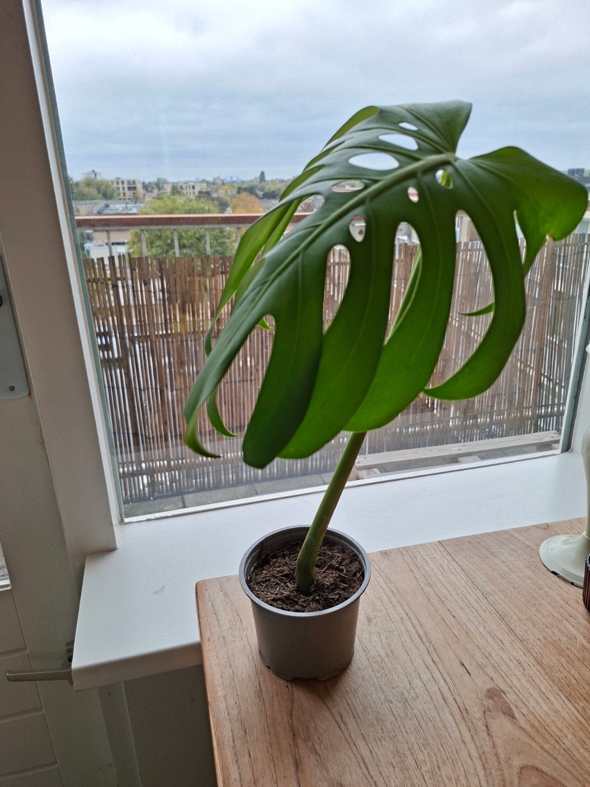 Monstera stek - Jonge plant in pot, Huis en Inrichting, Ophalen, Overige soorten, Halfschaduw, In pot
