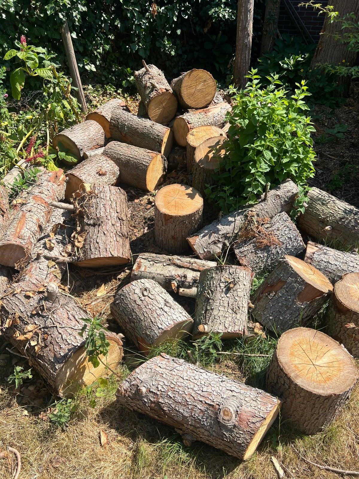 Gratis stook hout ophalen in Leveroy, 6 m³ of meer, Ophalen, Overige houtsoorten, Blokken
