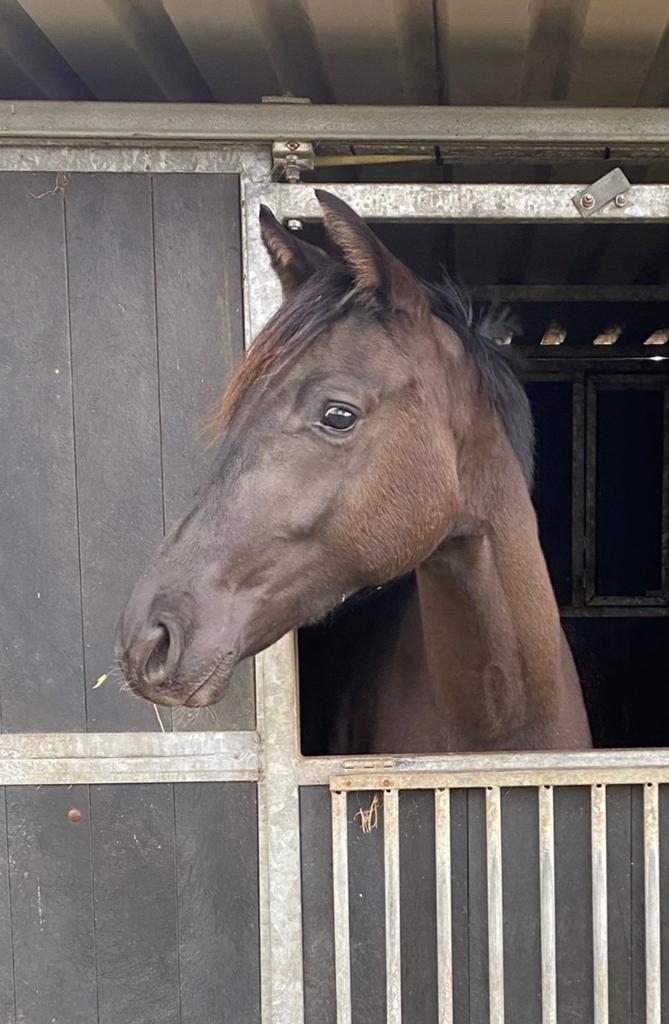 Chique 2jr. Dressuur merrie, Dieren en Toebehoren, Paarden, Merrie, Dressuurpaard