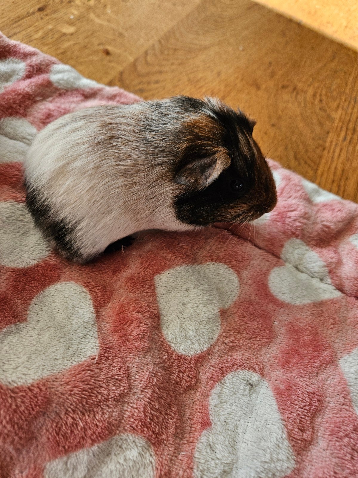Jonge zeugje cavia, Dieren en Toebehoren, Mei, Vrouwelijk, Cavia