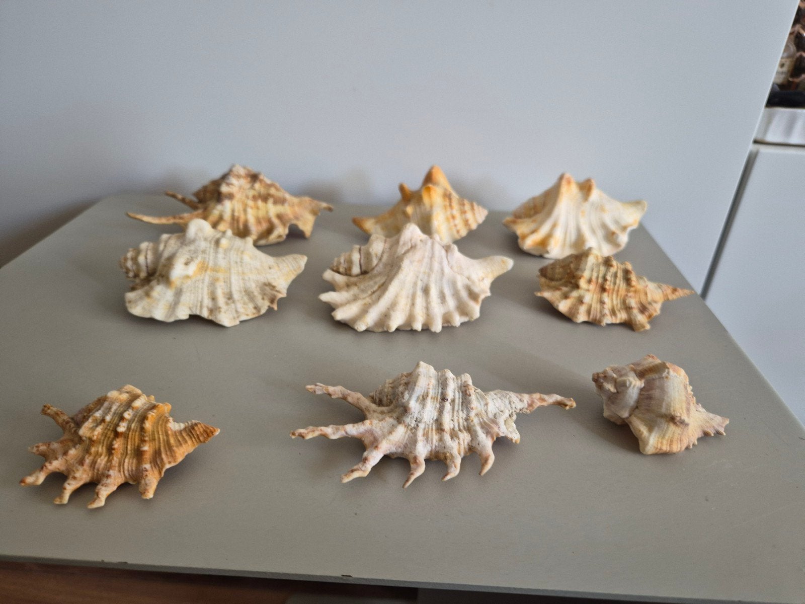 Mooie set van 9 grote exotische zeeschelpen (o.a. Spinnenkop, Ophalen of Verzenden, Schelp(en)