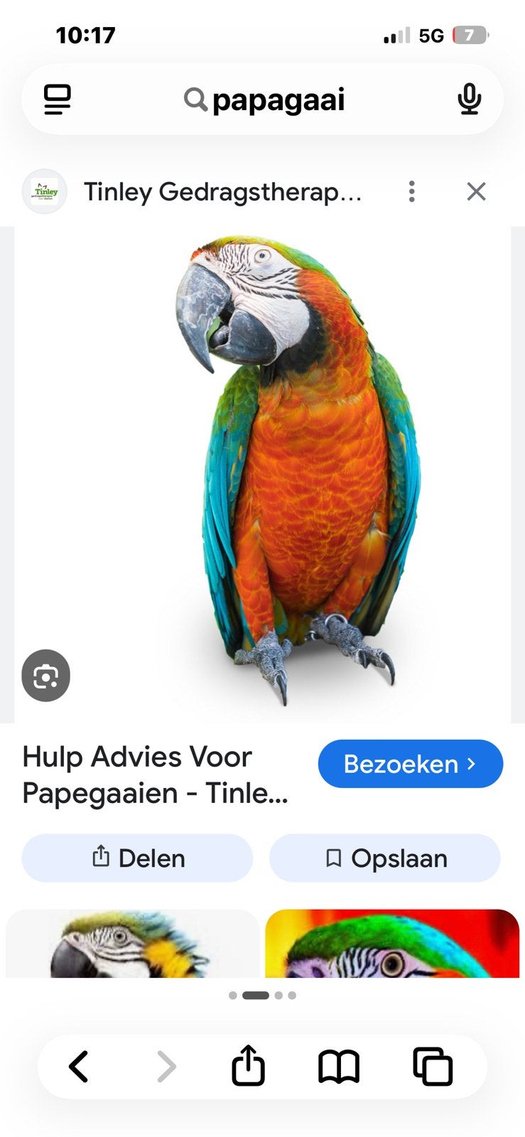 Te koop gevraagd, Mannelijk, Parkiet