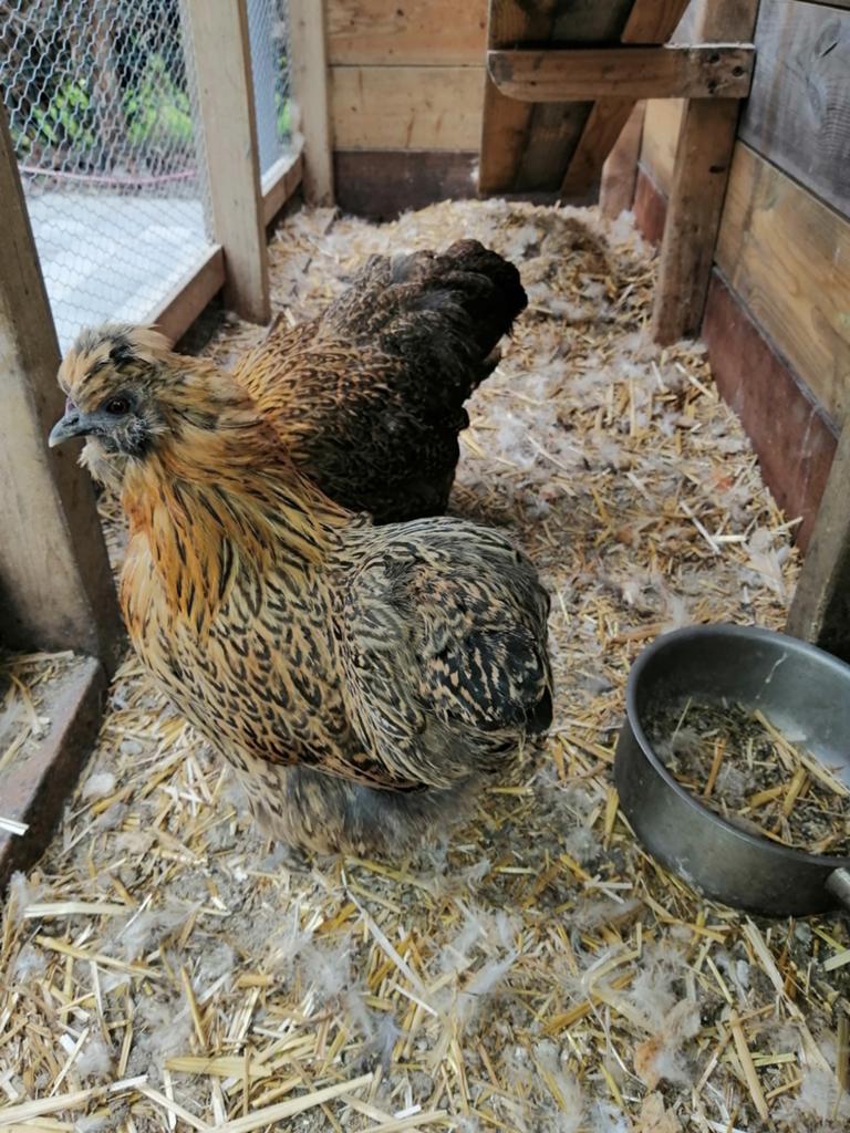 Hennen 2x (krielen), Dieren en Toebehoren, Vrouwelijk, Kip
